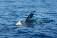 Kulohlavec Siebolduv - Globicephala macrorhynchus - Short-finned Pilot Whale 4362